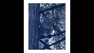 Amazing Wildlife Video! Awesome Bobcat Climbs Tree, Jumping Across To Multiple Other Trees.