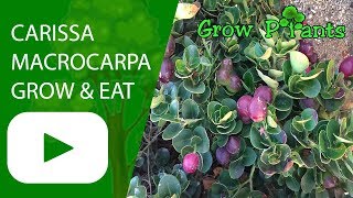 Carissa macrocarpa - grow care & eat