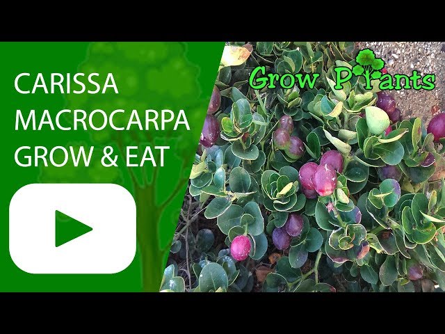 bud plants for sale Redbud Seedlings For Sale Wholesale – Tennessee Wholesale Nursery main image 0
