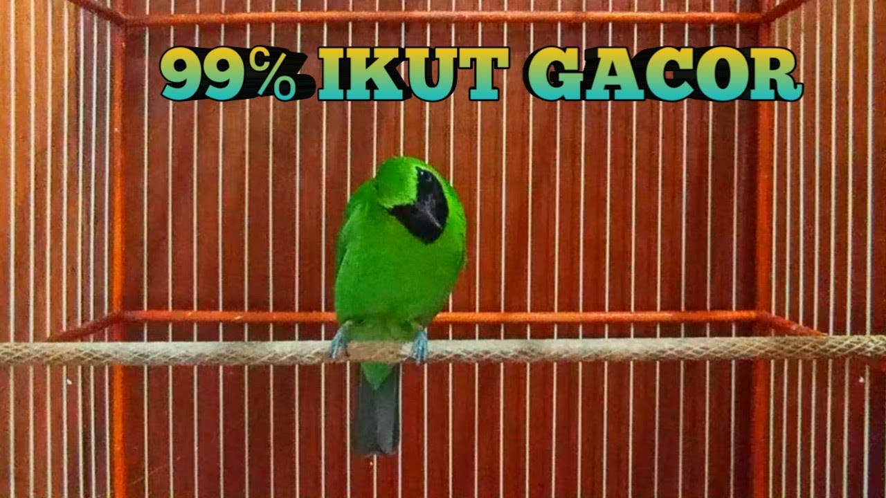 Pancingan Handal Cucak Ijo Gacor! Jitu Dalam Membuat Ijo Lain Cepat Naik Emosi Langsung Jamtro Emosi