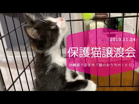 沖縄県の応援先保護猫カフェ 保護犬カフェ 保護猫カフェ応援サイト