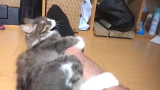 しがみついて離れない猫 ノルウェージャンフォレストキャット cling.Norwegian Forest Cat.