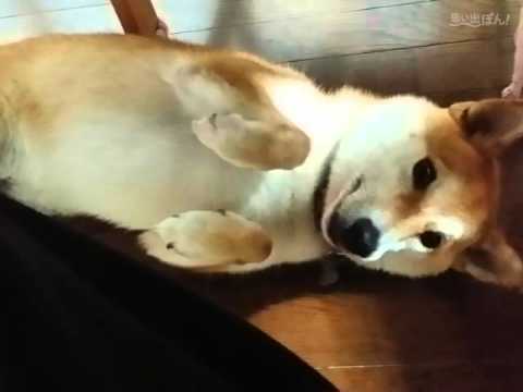 Eテレ 0655 わたし 犬 いぬ 思い出ぽん で柴犬動画 Youtube