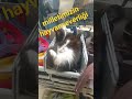 #turkey #türkiye milletimizin hayvanseverligi #hayvanseverler #cat #2025 #catvideos #animals #ankara