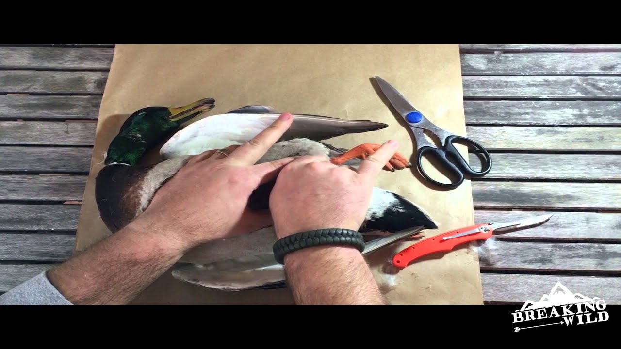How to skin and butcher a duck! YouTube