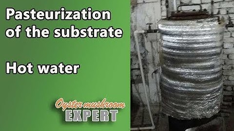 How do you pasteurize the oyster mushroom substrate? Measuring the temperature, draining water ets