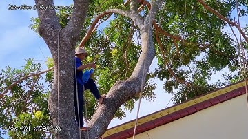 Hồi Hộp !!! Vua Khỉ Miền Tây treo nhánh cây Xà Cừ To trên mái Chùa (Phần đầu).