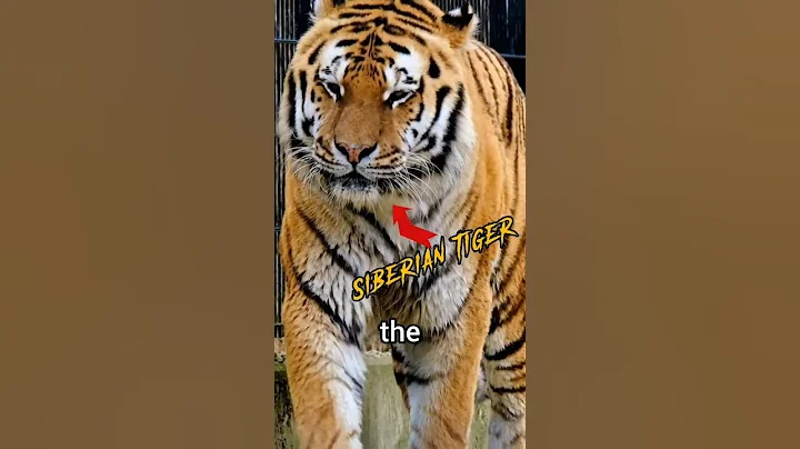 Video 9820131: siberian tiger, forest cat, meet siberian