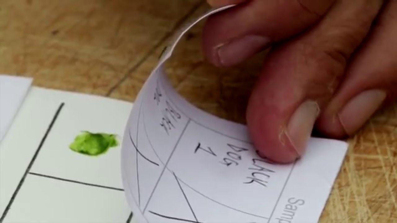 Marijuana plant sex test can determine gender weeks before traits visible to humans