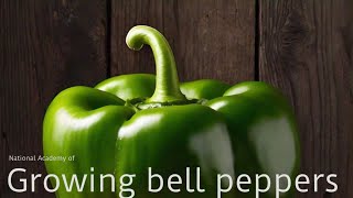 'Pepper Perfection: How to Grow Bell Peppers'