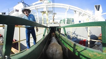 The livestock export supply chain – Loading cattle