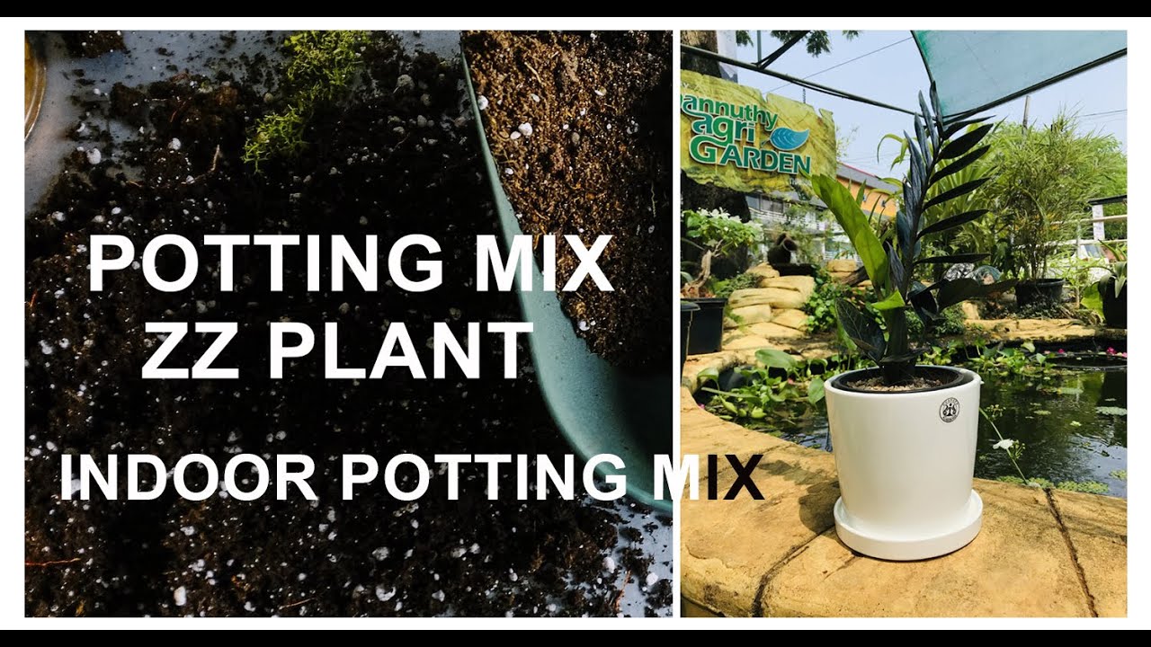 Zz plant potting mix making ( any zz plants making potting mix (zz