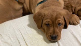 6 weeks old fox red Labrador puppies , introduction to hoover by Elena Smirnova 86 views 1 month ago 2 minutes, 6 seconds