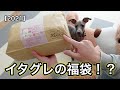 【福袋2021】イタグレ福袋お得すぎん⁉︎開封レビュー【イタリアングレーハウンド】