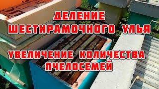 Деление шестирамочного улья  Увеличиваем количество пчелосемей. Пчеловодство в шестирамочниках