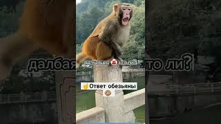 Ответ Обезьяны 🐵 🤣🤣🤣