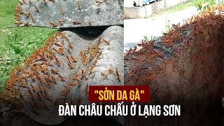 “Sởn da gà” đàn châu chấu tràn vào trường học ở Lạng Sơn