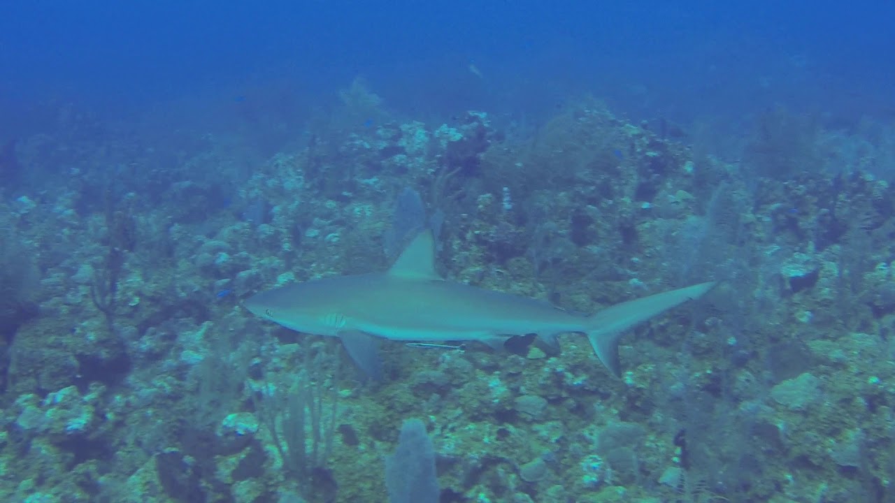 Reef Shark Photo Bomb St Kitts YouTube