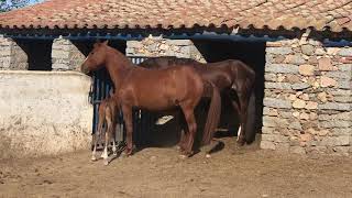 Yegua presenta su potrillo a su padre el Caballo semental.