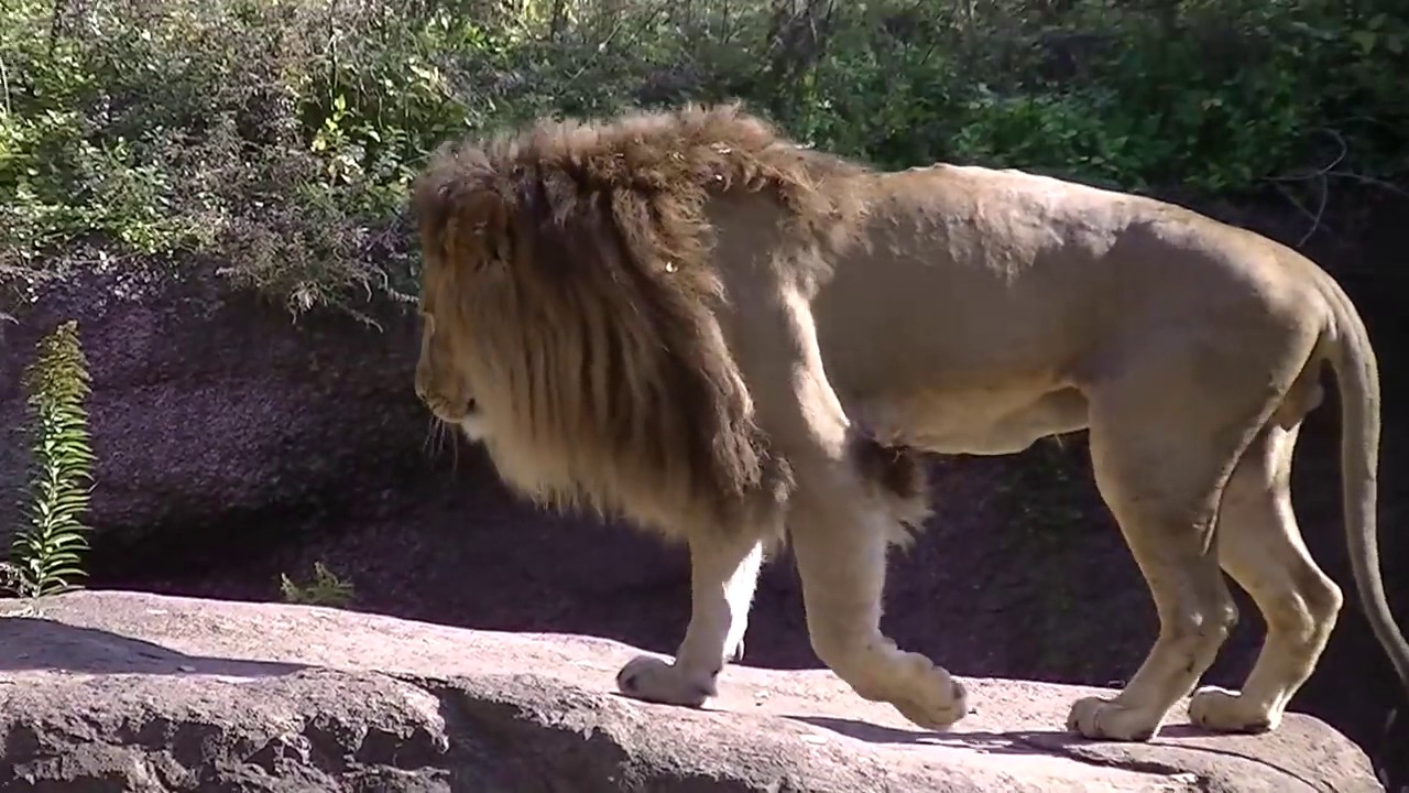 すごい ライオンの交尾 天王寺動物園 Mating Of Lion Tennoji Zoo Youtube