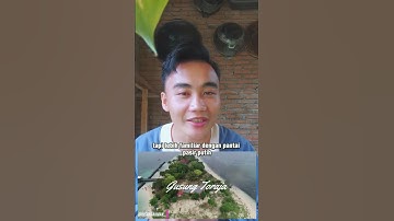 Thumbnail of ada apa aja sih di polewali mandar? episode 5