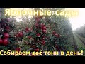 15 тысяч тонн яблок за сезон!? Как Чехи выращивают и убирают яблоки.