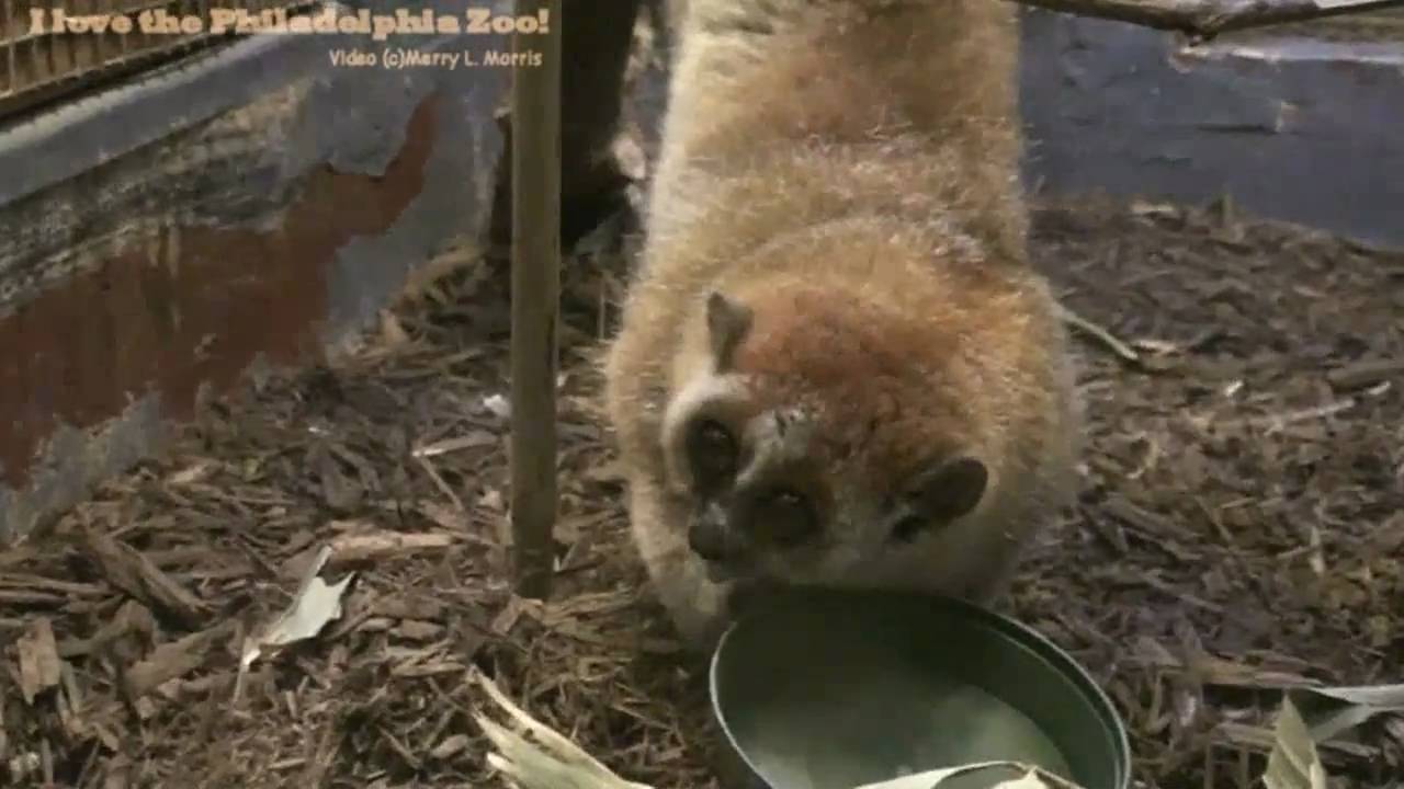 Philadelphia Zoo Pygmy Loris Lights Out - Time to Get Up
