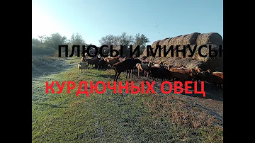 ПРЕИМУЩЕСТВА курдючных овец над другими породами