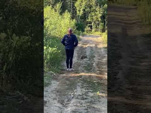 Strangely Friendly Rabbit Wife Makes A Furry Friend During Our Early Stroll Rabbit Reluctant To Go