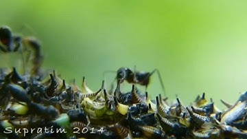 Treehoppers and ants
