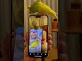 Our Turkish grandbird watching himself watching himself!