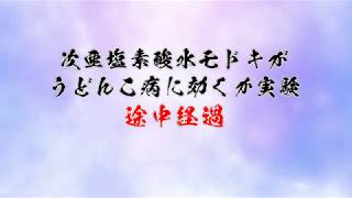 次亜塩素酸水をうどんこ病にスプレーしたその後の経過