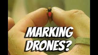 Do drones drift to different colonies? We'll find out!
