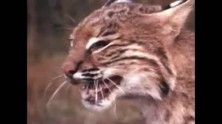 Walt Disneys The Wahoo Bobcat