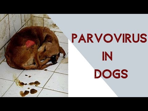 Phòng trị tiêu chảy trên chó do Parvovirus - Phân biệt với Carre