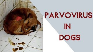 Phòng trị tiêu chảy trên chó do Parvovirus  Phân biệt với Carre