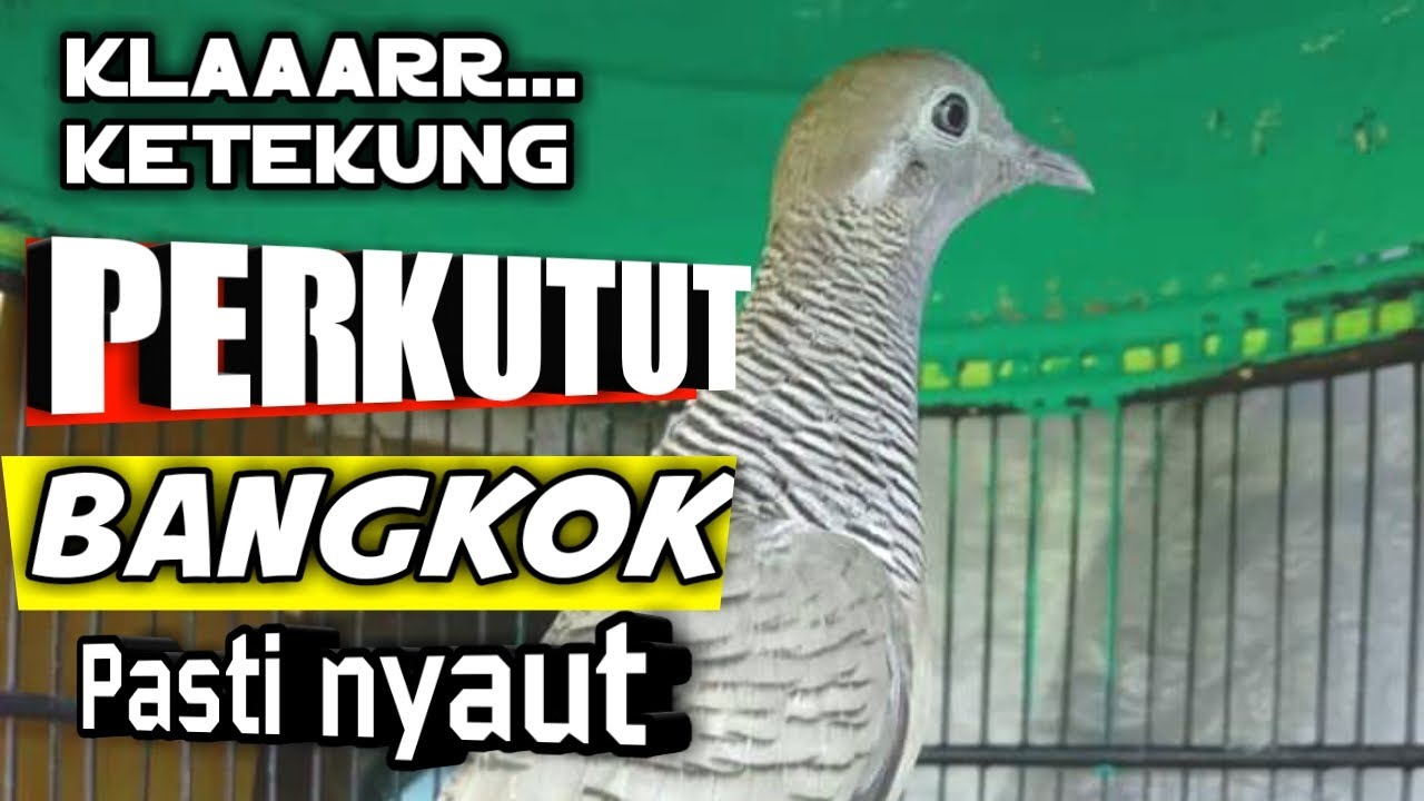 Perkutut Bangkok Umur 4 Bulan Jago Mancing Lawan Youtube