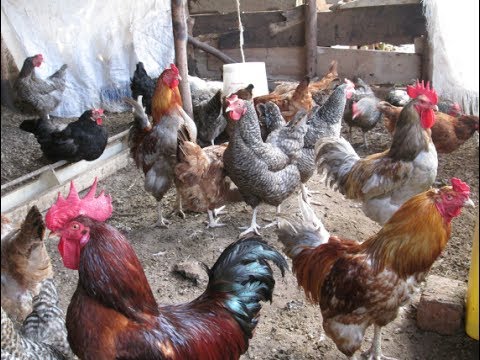 ON THE FARM Commercial Poultry Farming in Uganda Kuroiler Chicken