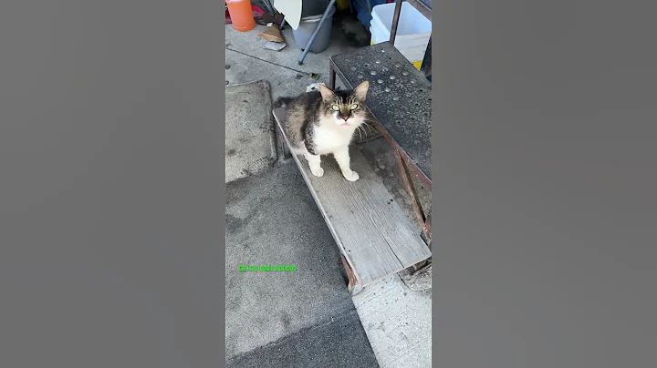 Video 10834671: animation cat american, american cute cat, kitten american, talking kitty cat, funny cat