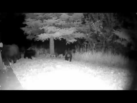 camera iphone 8 plus apk Bear with 3 cubs - June 2018