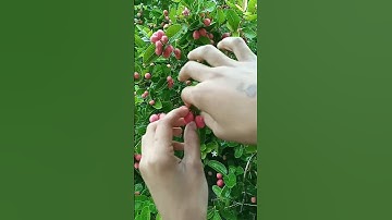 Thumbnail of #cranberries cranberry tree 😋😋😛