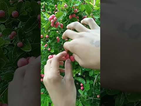 Video: De ce merișorul meu nu are fructe: remedieri pentru o viță de merișoare fără fructe