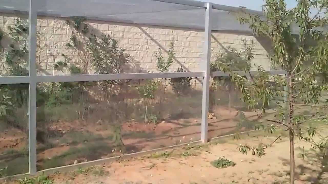 Voladera grande, pajaros peninsulares