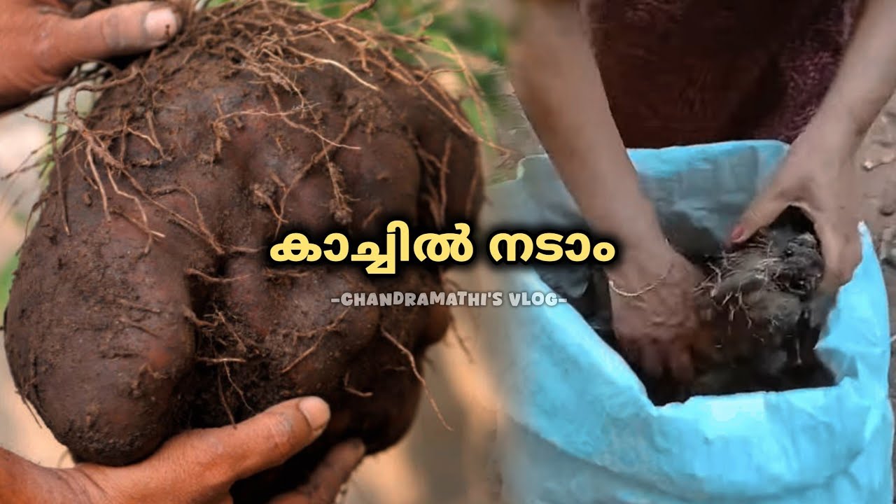 ചാക്കിൽ കാച്ചിൽ നടാം