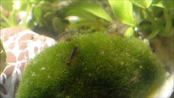 cleaning process of Asellus aquaticus (waterlouse, aquatic sowbug)  / Wasserasseln putzen sich