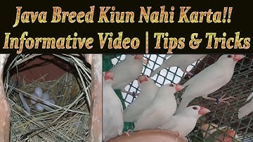 Java Se Breed Lene Ka Tarika | Tips & Tricks | Urdu/Hindi | Lodhi Birds