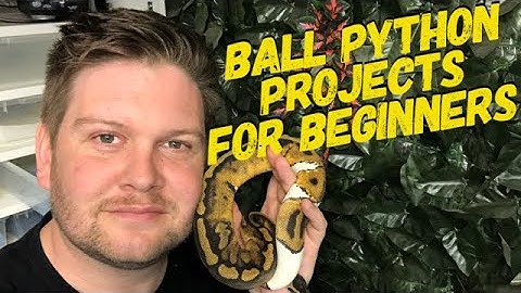 Ball Python Projects For Beginners!