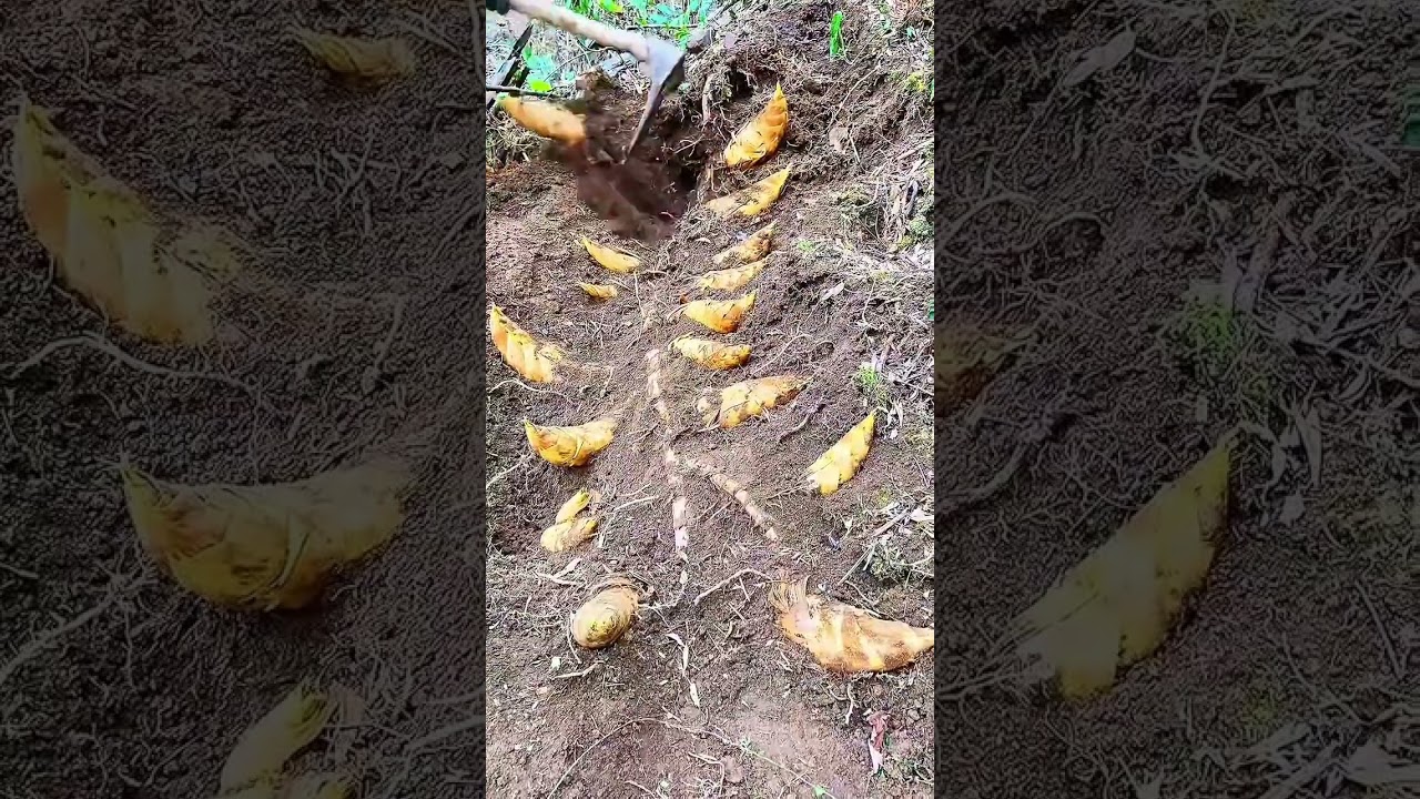 Escape to Serene Countryside Life: Find Your Winter Paradise