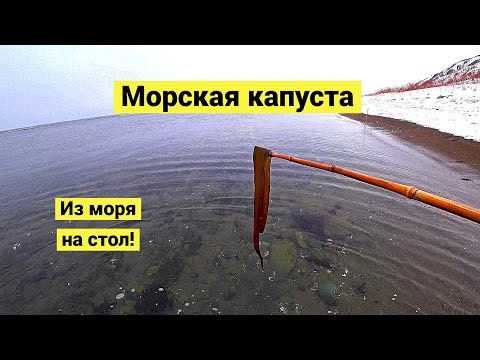 Ламинария японская. Сбор и заготовка