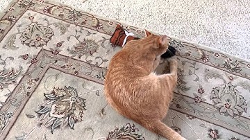 Catnip spray
